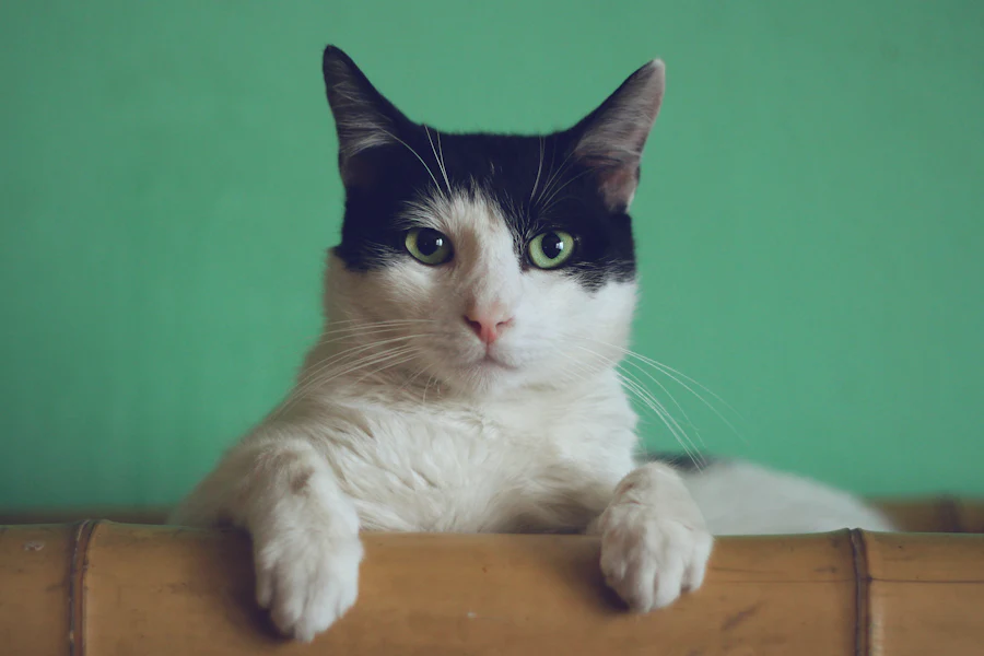 Imagen de muestra · veterinary · 3