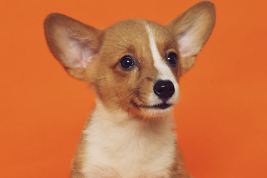 Imagen de muestra · veterinary · 6