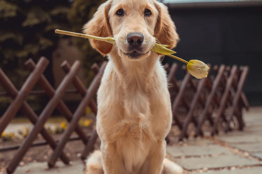 Imagen de muestra · veterinary · 2