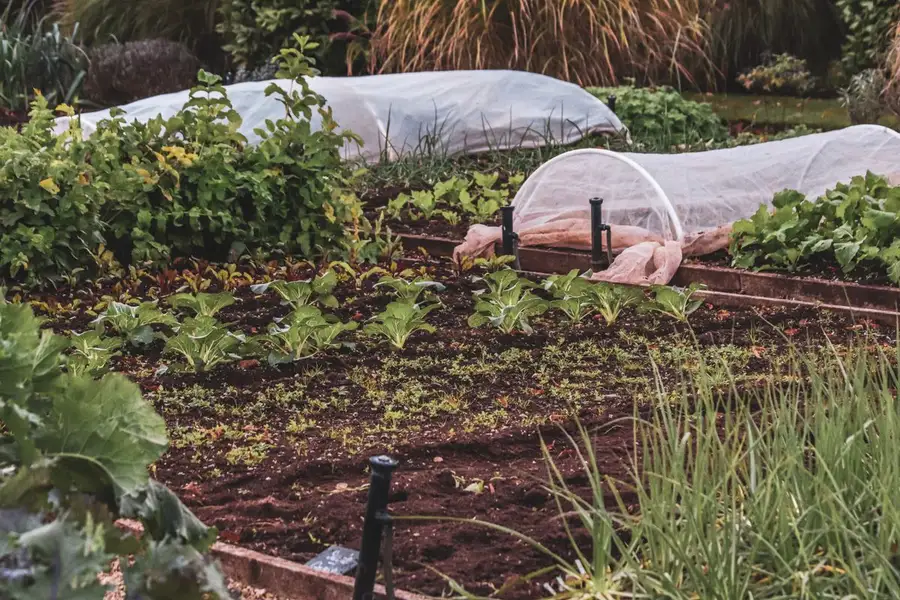 Huerta en canteros