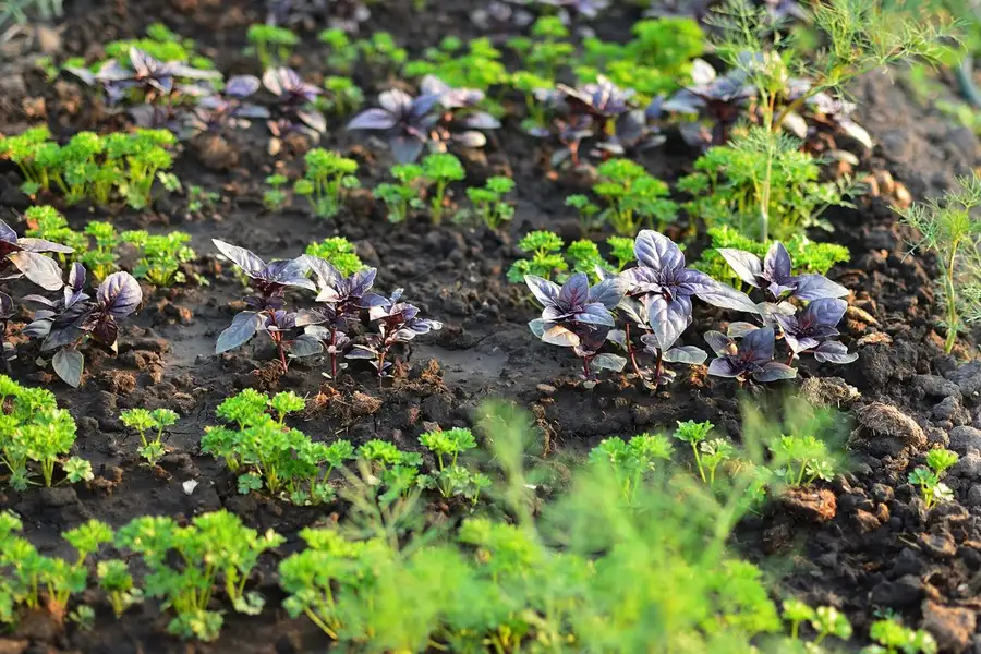 Jardín de aromáticas