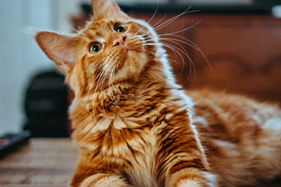 Imagen de muestra · veterinary · 5