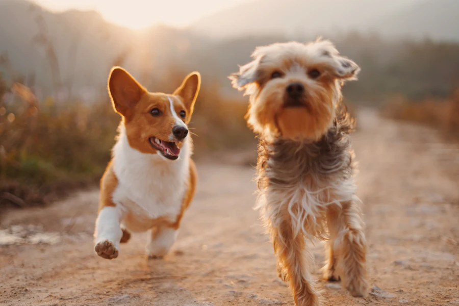 Imagen de muestra · veterinary · 4
